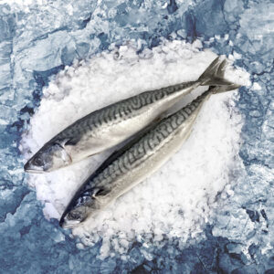 Mackerel For Sale