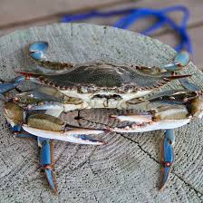 Blue Crab For Sale
