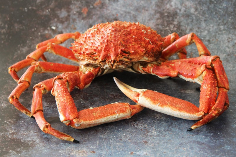 Buy Wholesale Crab Online