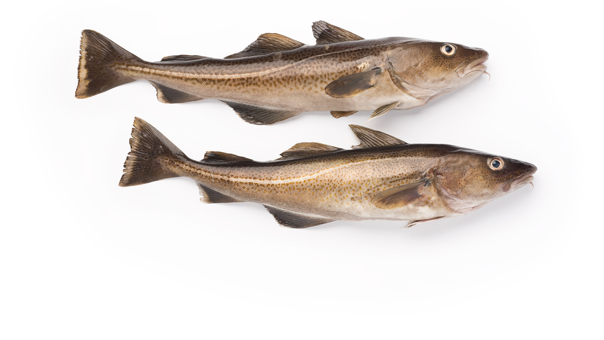Buy Atlantic Cod