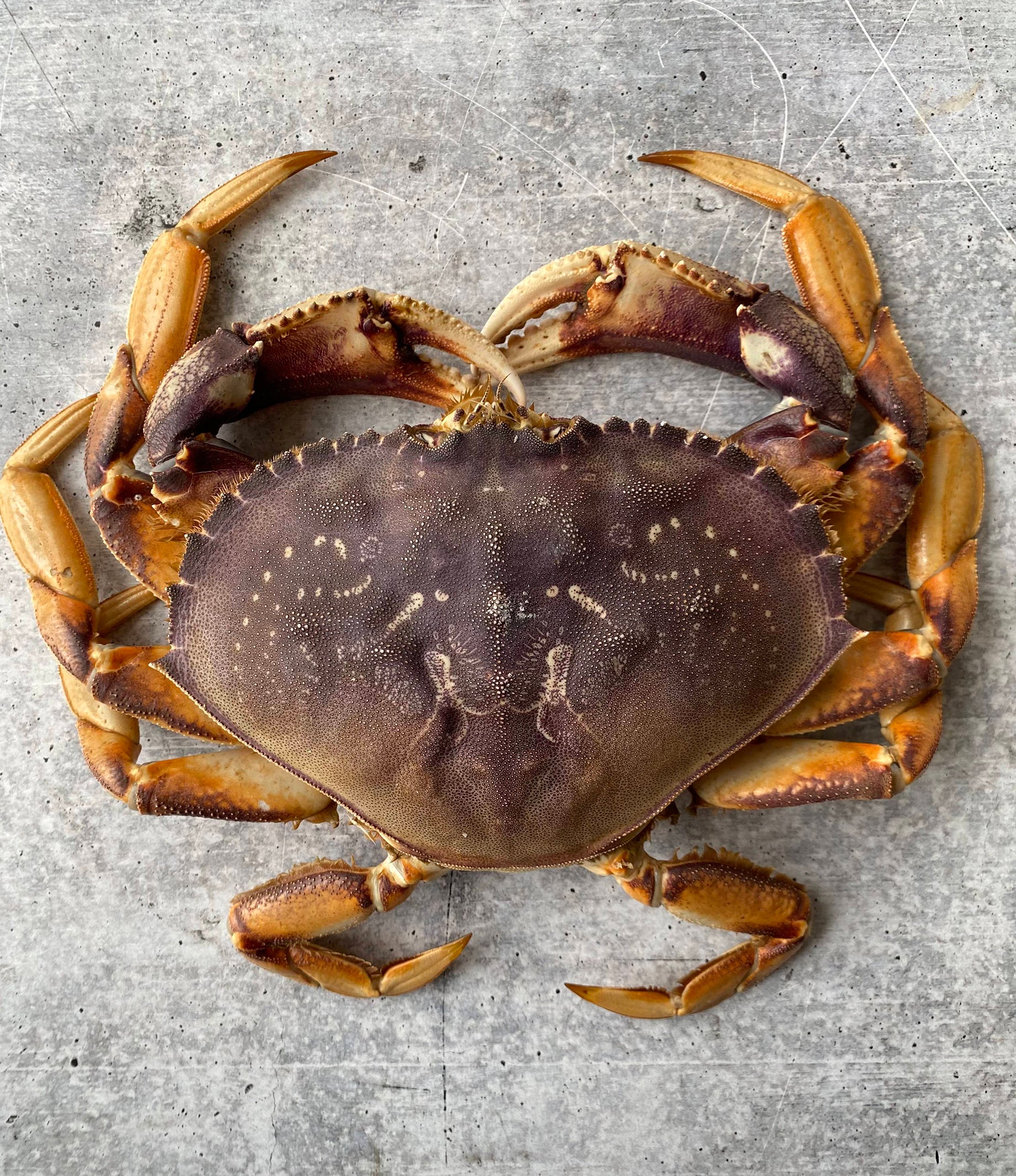 West Coast Crab for Sale