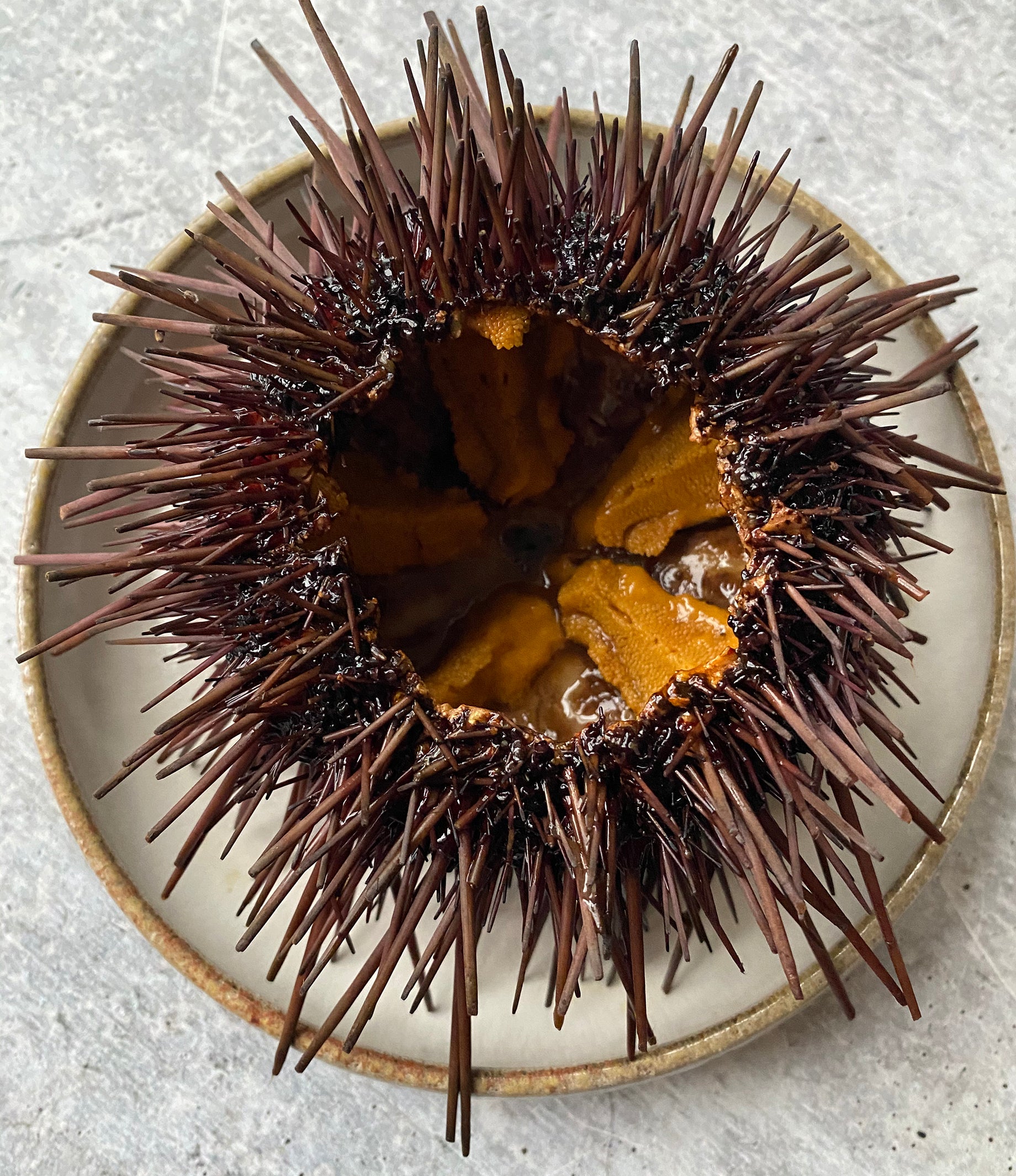 Sea Urchin for Sale