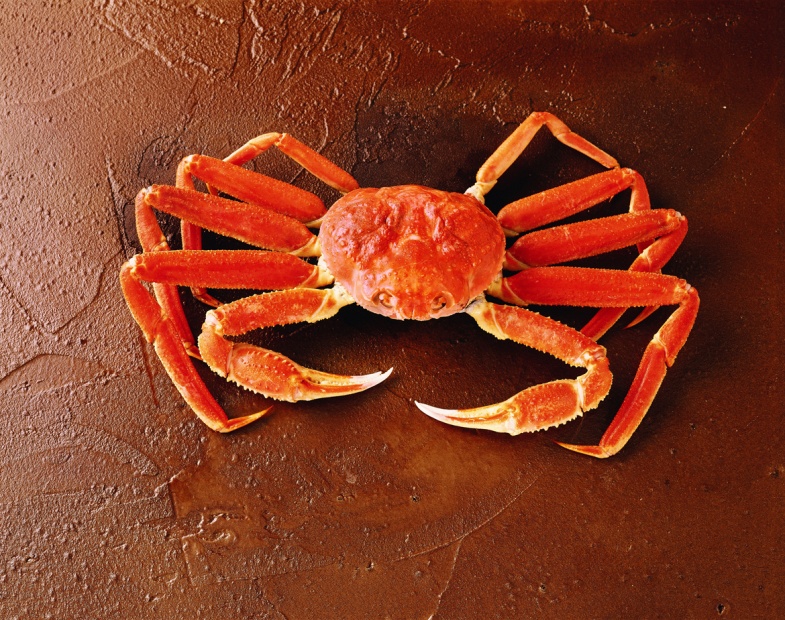 Snow Crabs for Sale